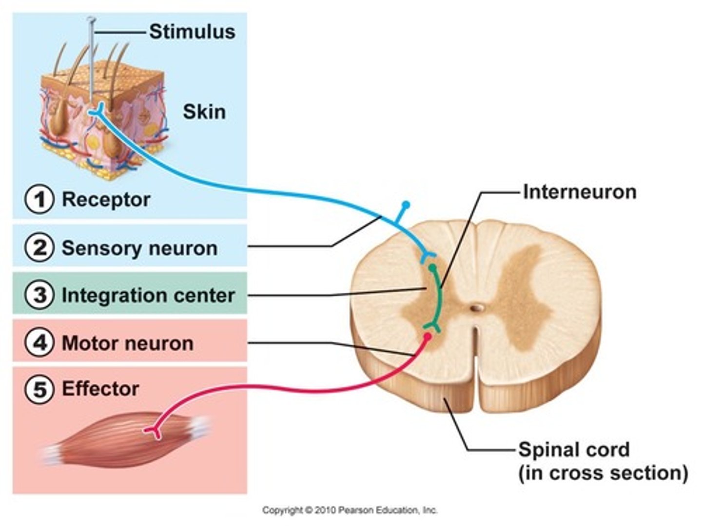 <p>1. receptor</p><p>2. sensory neuron</p><p>3. integration center</p><p>4. motor neuron</p><p>5. effector</p>