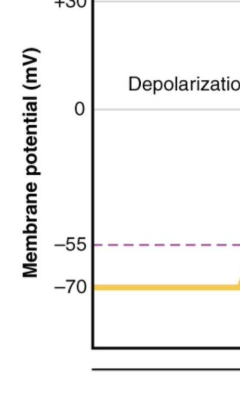 <p>What is the first step called and what is it resting membrane potential?-Banana</p>