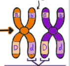 <p>What kind of chromatids are shown?</p>