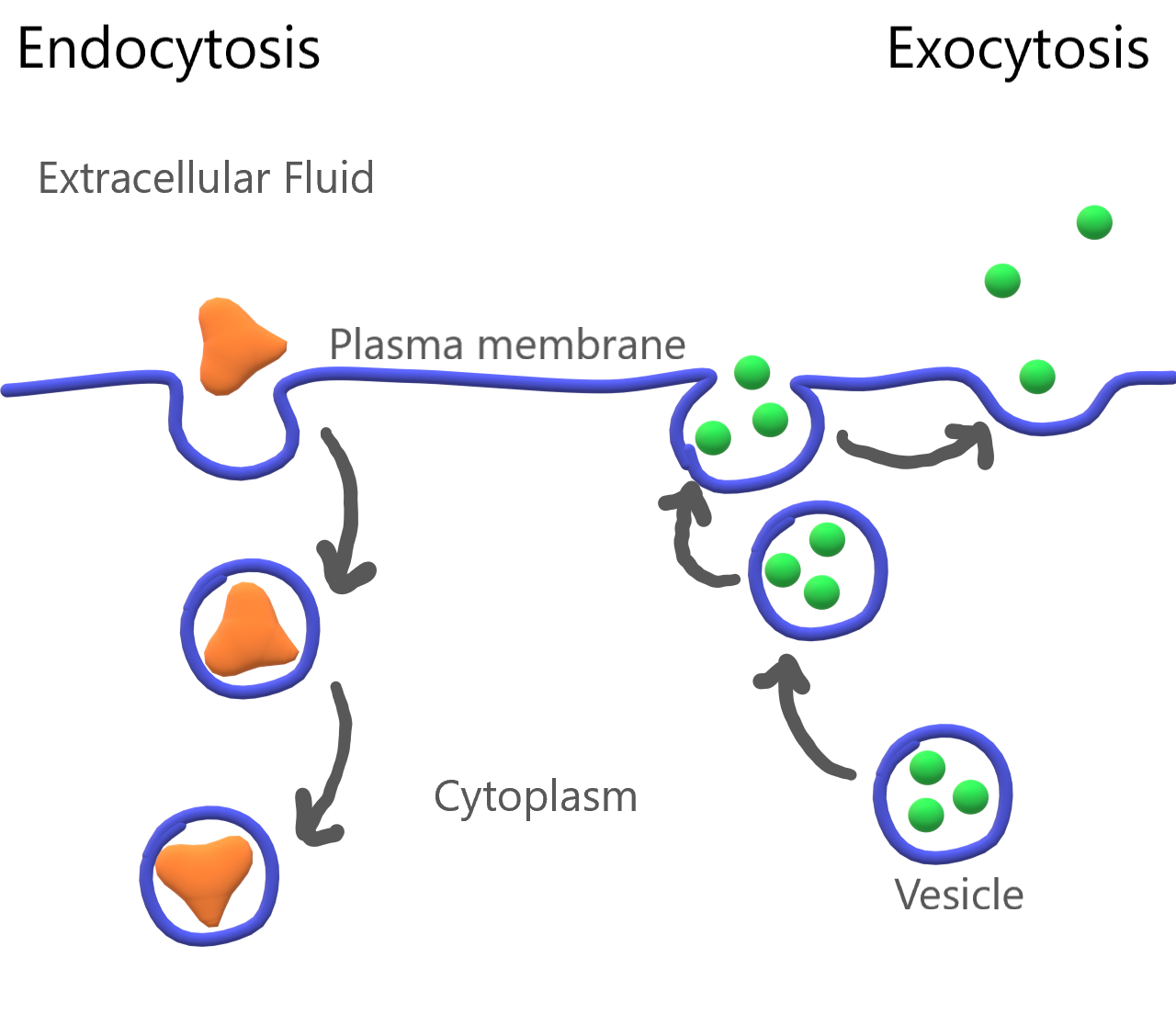 <ul><li><p>Cells need to transport large amounts of material </p></li><li><p>Cells make containers from the plasma membrane called vesicles to transport solids or liquids across the plasmas membrane, in or out a cell</p></li><li><p>Requires ATP </p></li></ul><p></p>
