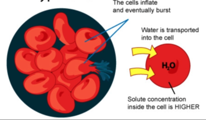<p><span><span>a solution that has a lower solute concentration compared to another solution, causing water to move into the region of higher solute concentration, typically across a semipermeable membrane.</span></span></p>