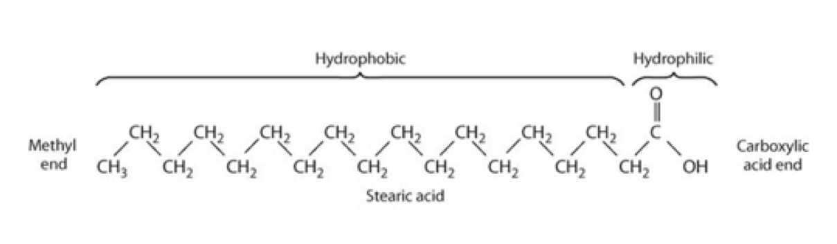 <p>straight hydrocarbon chain with a methyl end (hydrophobic) and a carboxylic end (hydrophillic)</p>