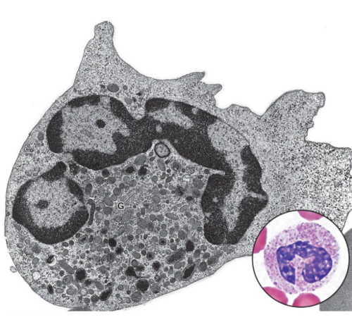 <p>what kind of leukocyte is this? is it granular or agranular?</p>