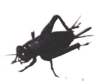 <p>ఇది ఏమిటి?</p>