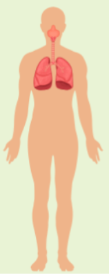 <p>respiratory system</p>