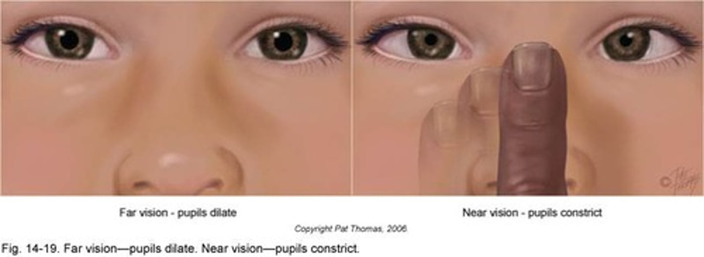 <p>Ability to focus on objects close to the eye</p>
