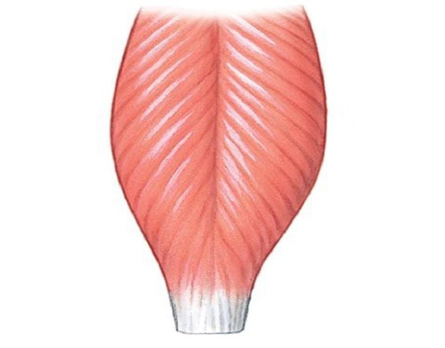 <p>- tendon runs the whole length of muscle</p><p>- fascicles attach to tendon at an angle</p><p>- resemble a feather</p><p>- 3 subtypes</p>
