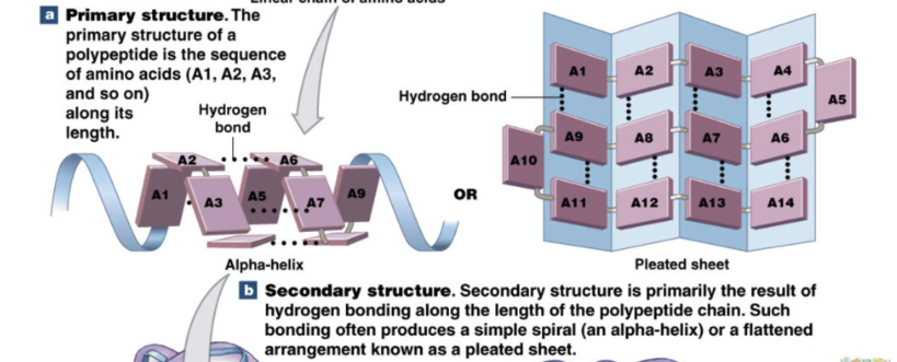 <ul><li><p>Alpha helix or beta pleated sheet</p></li><li><p>proteins can be produced without secondary structure</p></li></ul><p></p>