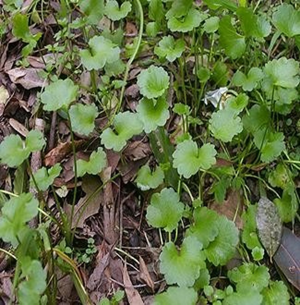 <p>Actions: Nervine; anti-pyretic</p><p>Indications: <strong>Nervousness</strong>; poor <strong>memory</strong>; <strong>epilepsy</strong>; <strong>venous</strong> <strong>insuff</strong>; <strong>topical</strong> - inflammation, <strong>ulcers</strong>, <strong>psoriasis</strong></p><p>SE:</p><p>CI: Pregnancy</p>