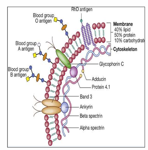 <p>Glycosylated integral proteins act as specific antigenic sites specific for blood groups </p>