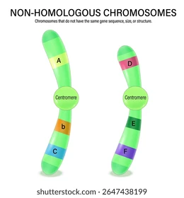 <p>Non-homologous</p>