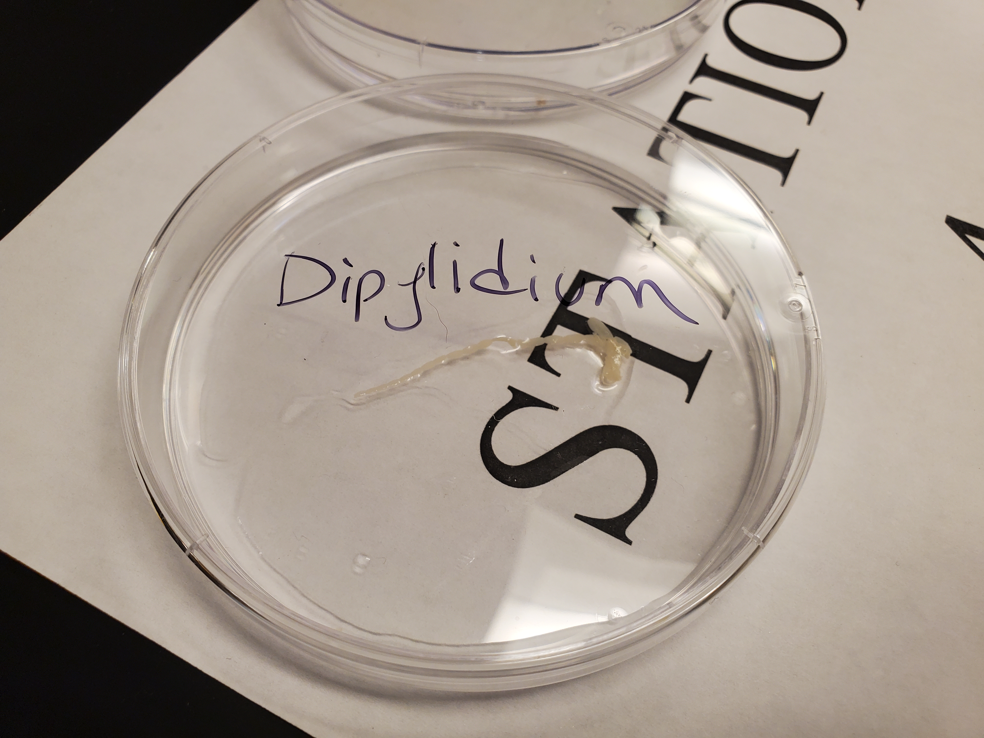 <p>Dipylidium</p>