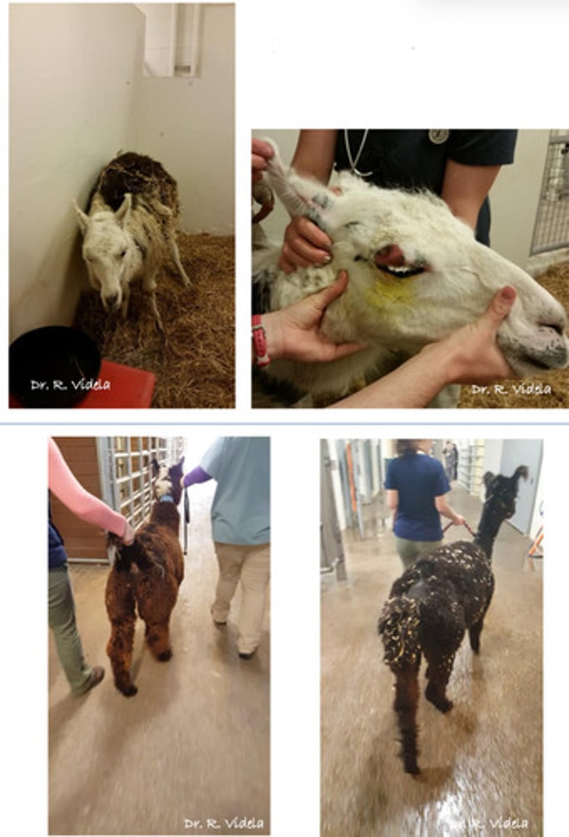 <p>A camelid presents with self inflicted trauma and hind limb ataxia. What is your top differential?</p>