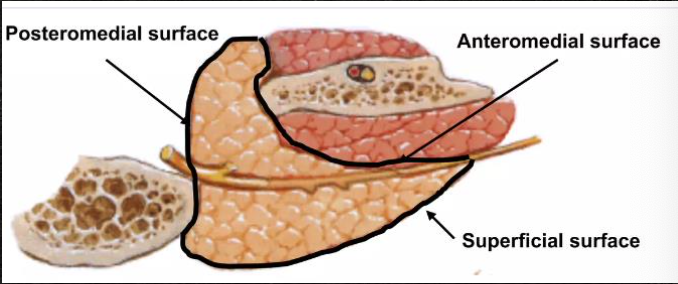 <p>Surfaces of the parotid gland</p>