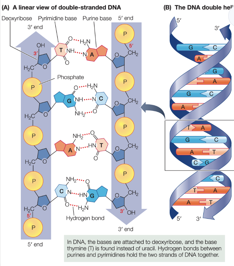 <ul><li><p>the two DNA strands are antiparallel</p><ul><li><p>they run in opposite directions</p></li><li><p>their 5’ ends opposite of the molecule</p></li></ul></li><li><p>the two strands form a “ladder” that twists into a double helix</p></li><li><p>sugar-phosphate groups form the sides of the ladder, and the hydrogen-bonded bases form the rungs!</p></li></ul><p></p>