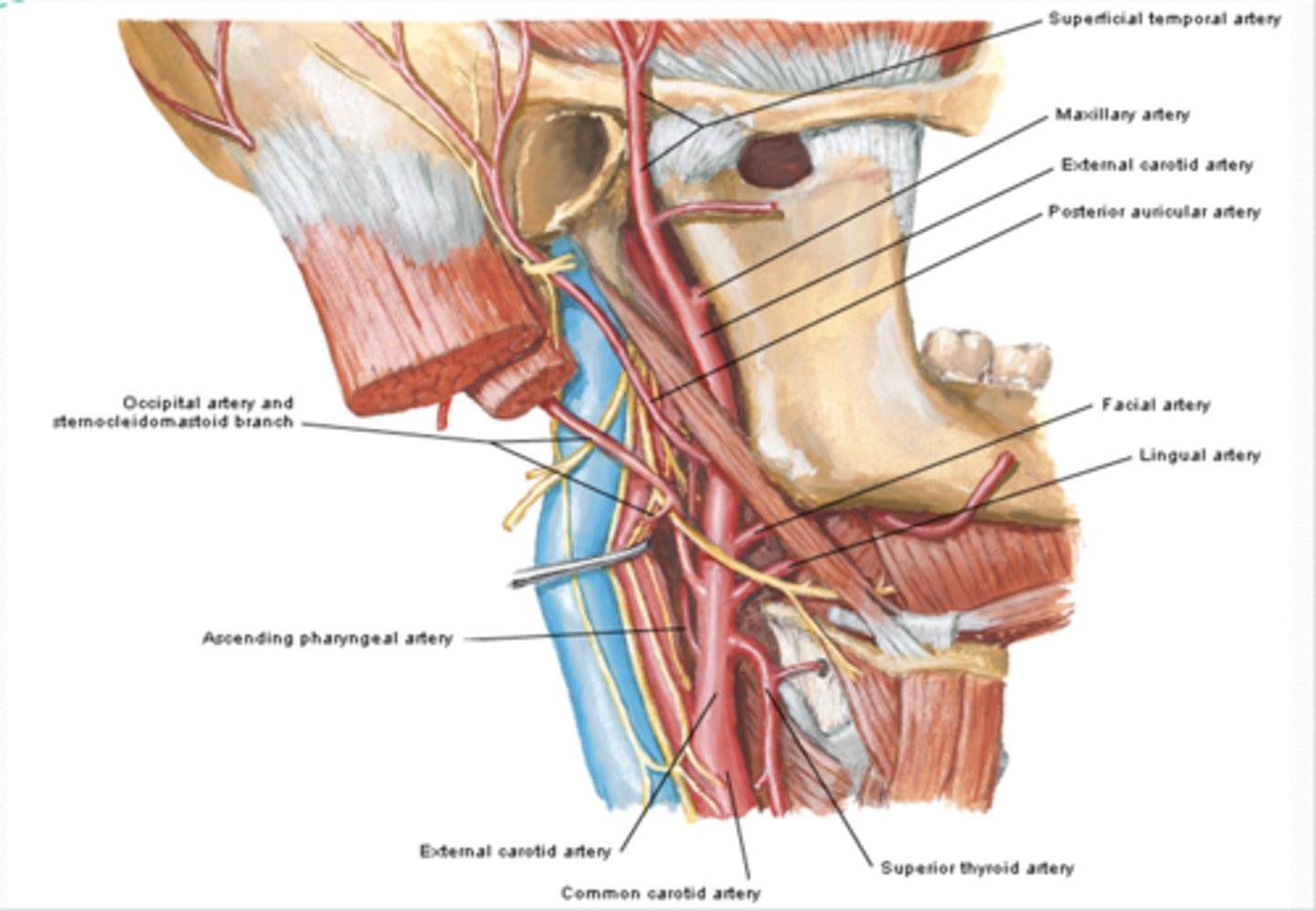 <p>What are the branches of the External Carotid Artery (ECA) (8)</p>