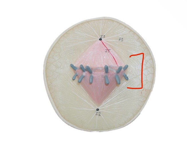 <p>What is this middle section in cell division?</p>