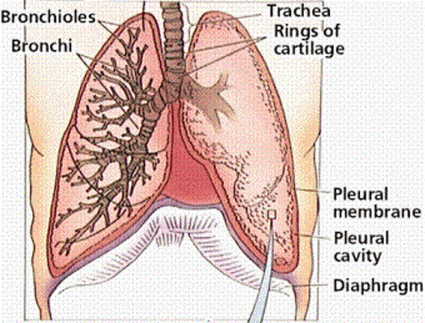 <p>no cartilage just smooth muscle- bronchoconstriction (constriction of bronchiole, response to cold/allergens); bronchodilation (dilation of bronchioles, response to heat/caffeine)</p><p>terminal bronchioles</p><p>terminal bronchioles- smallest part of conducting system; last part of respiratory system that doesn't participate in gas exchange</p><p>respiratory bronchioles: beginning of exchange system</p><p>give rise to alveoli</p>