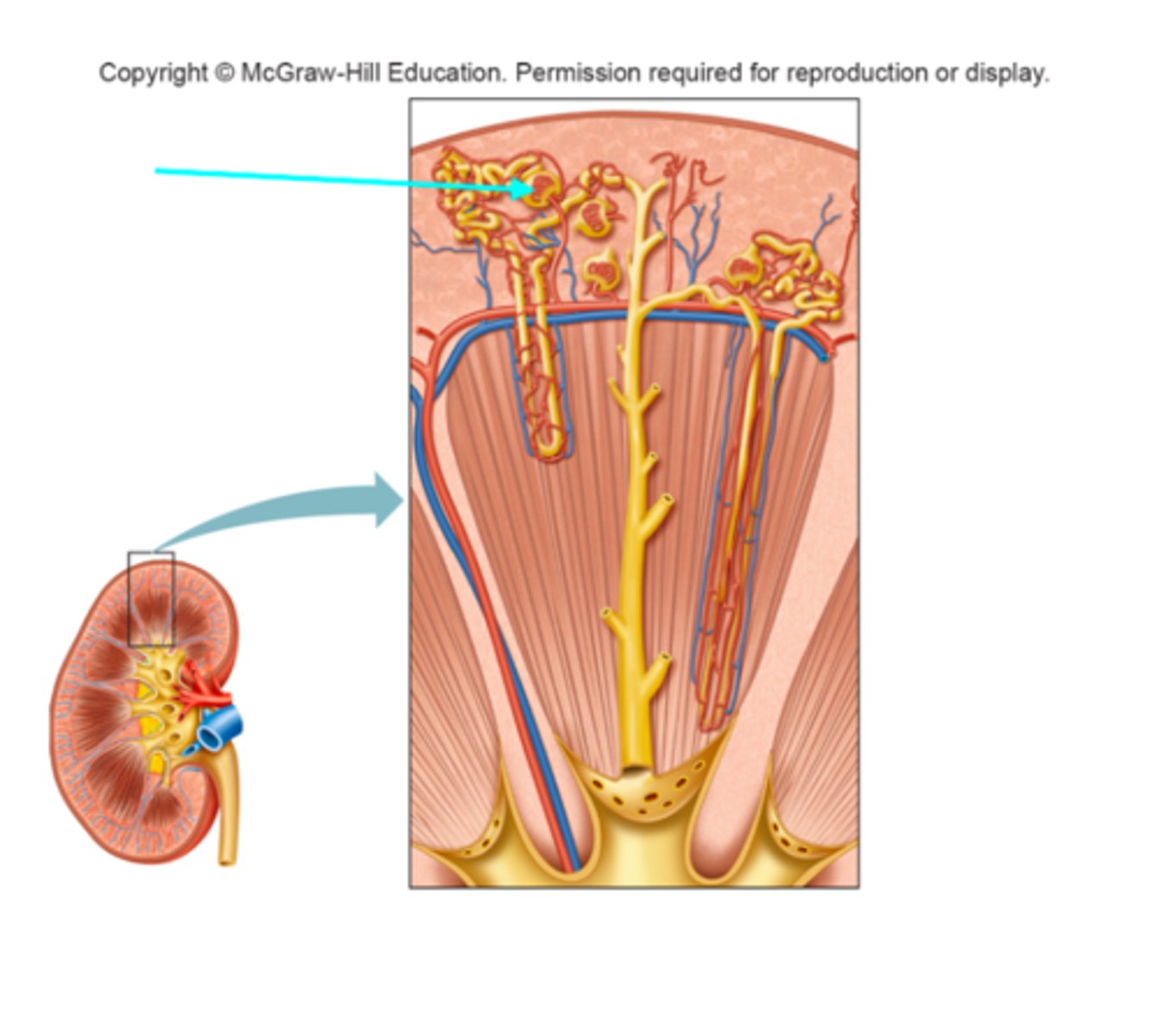 <p>What structure of the kidneys is the blue arrow pointing at?</p>