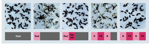 <ul><li><p>measures quality of light (ratio of red to far-red), mainly Phytochrome-B </p></li><li><p>Fluence - &gt; micromol photons per m<sup>2</sup> (time not so important)</p></li><li><p>lettuce seeds need light to germinate </p></li><li><p>red light stimulated germination but far red reversed the effect </p></li></ul><p></p>