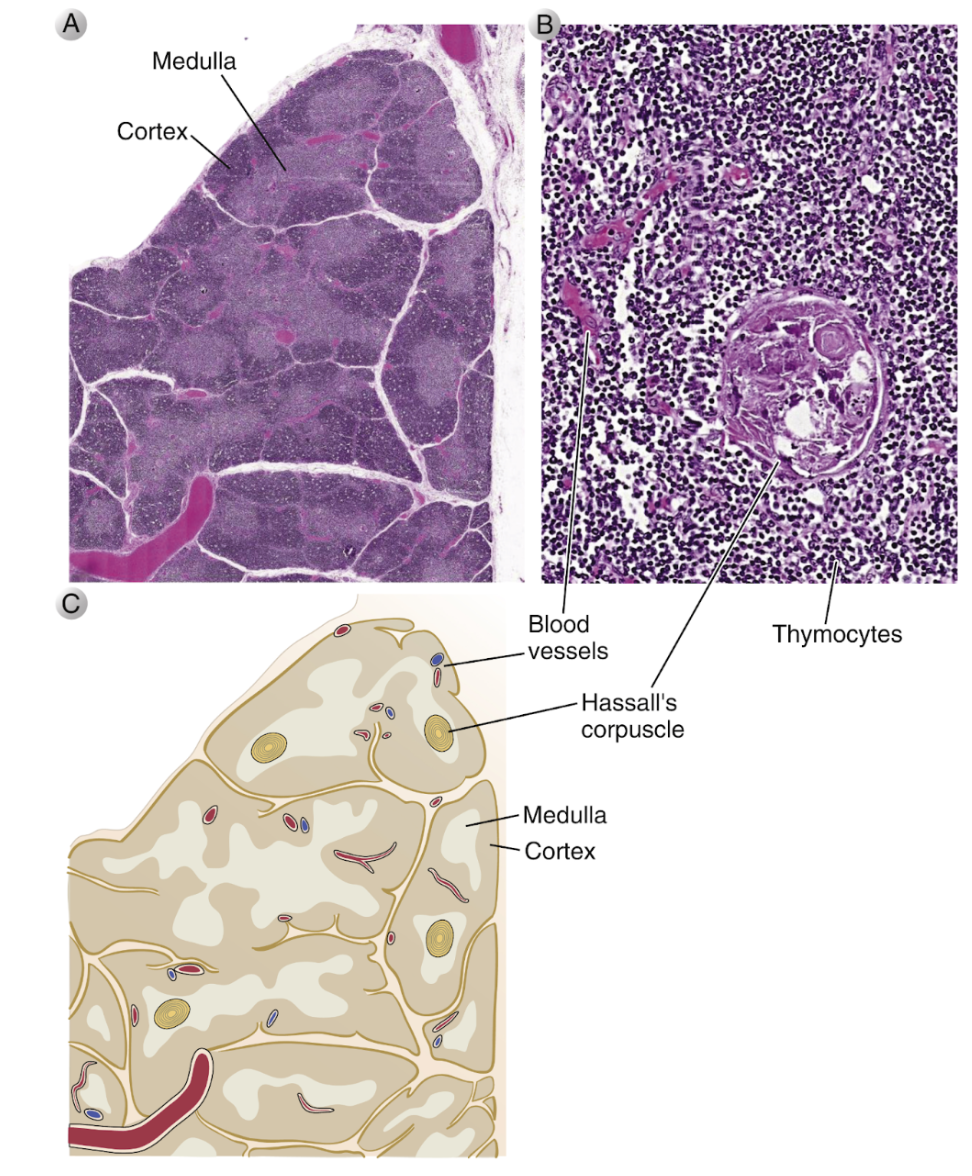 <p>Man tror att thymus kommer från <strong>endodermet</strong>. Epitelcellerna har <strong>ektodermalt</strong> ursprung. </p>