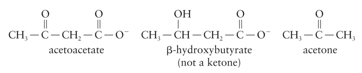 <p>Created in the liver when excess acetyl CoA is produced by fatty acid oxidation than can be processed by the citric acid cycle</p><ul><li><p>During a fast, the amount of glycolysis decreases and less oxaloacetate is synthesized</p></li><li><p>Lack of oxaloacetate reduces the activity of CAC</p></li><li><p>Includes acetoacetate, β-hydroxybutyrate, and acetone</p></li><li><p>Carried by the blood to body tissues where they are oxidized to</p><p>meet energy needs</p></li><li><p>concentration of ketone bodies in the blood averages at 0.5 mg/100mL</p><p></p></li></ul><p></p>