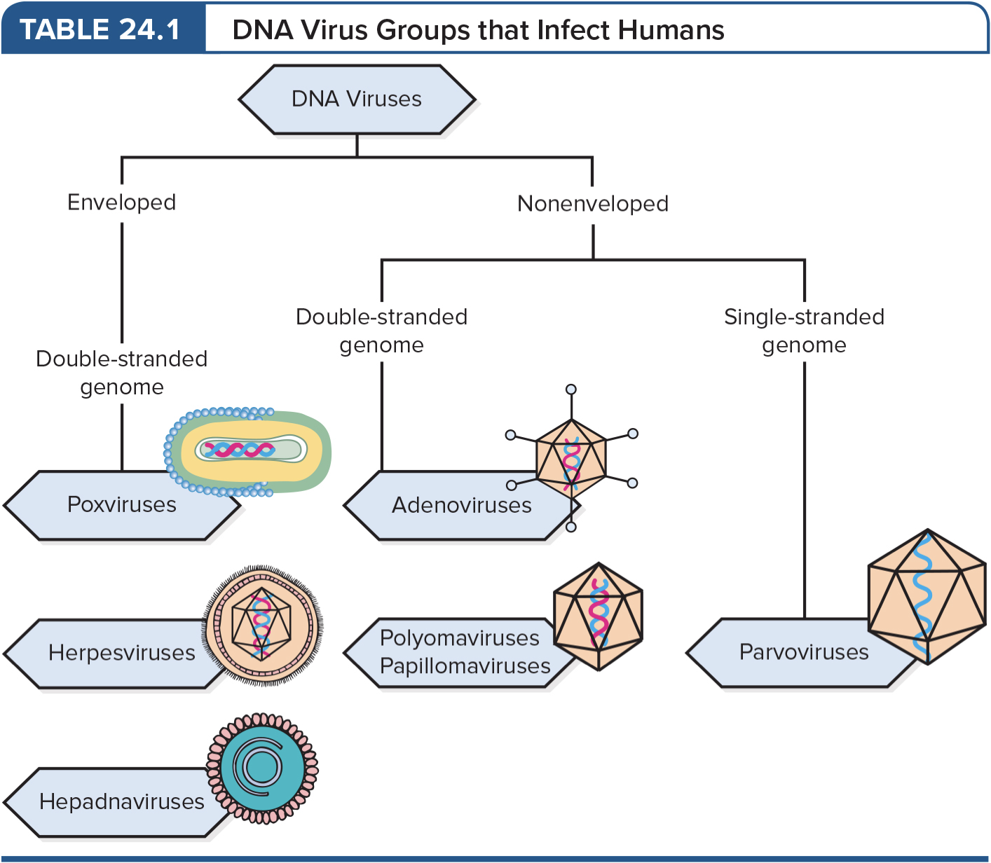 <p>7 DNA families</p><ul><li><p>DNA viruses causing human disease:&nbsp;</p><ul><li><p>Enveloped DNA viruses</p></li><li><p>Nonenveloped DNA viruses</p></li><li><p>Nonenveloped ssDNA viruses</p></li></ul></li></ul><p></p>