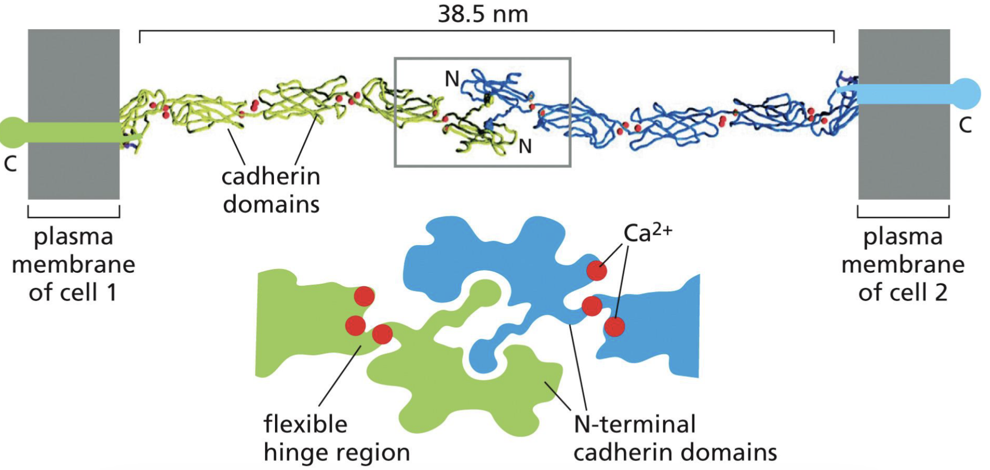 <p>Cadherins interact homophillically in extracellular domains. (only Cadherin “E” will interact with Cadherin “E”)</p><p>Interaction requires Calcium ions to lock the flexible hinge regions</p>