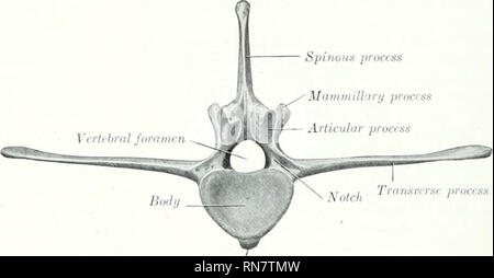 <p>Very long transverse spinous processes, midsized dorsal and articular spinous processes</p>