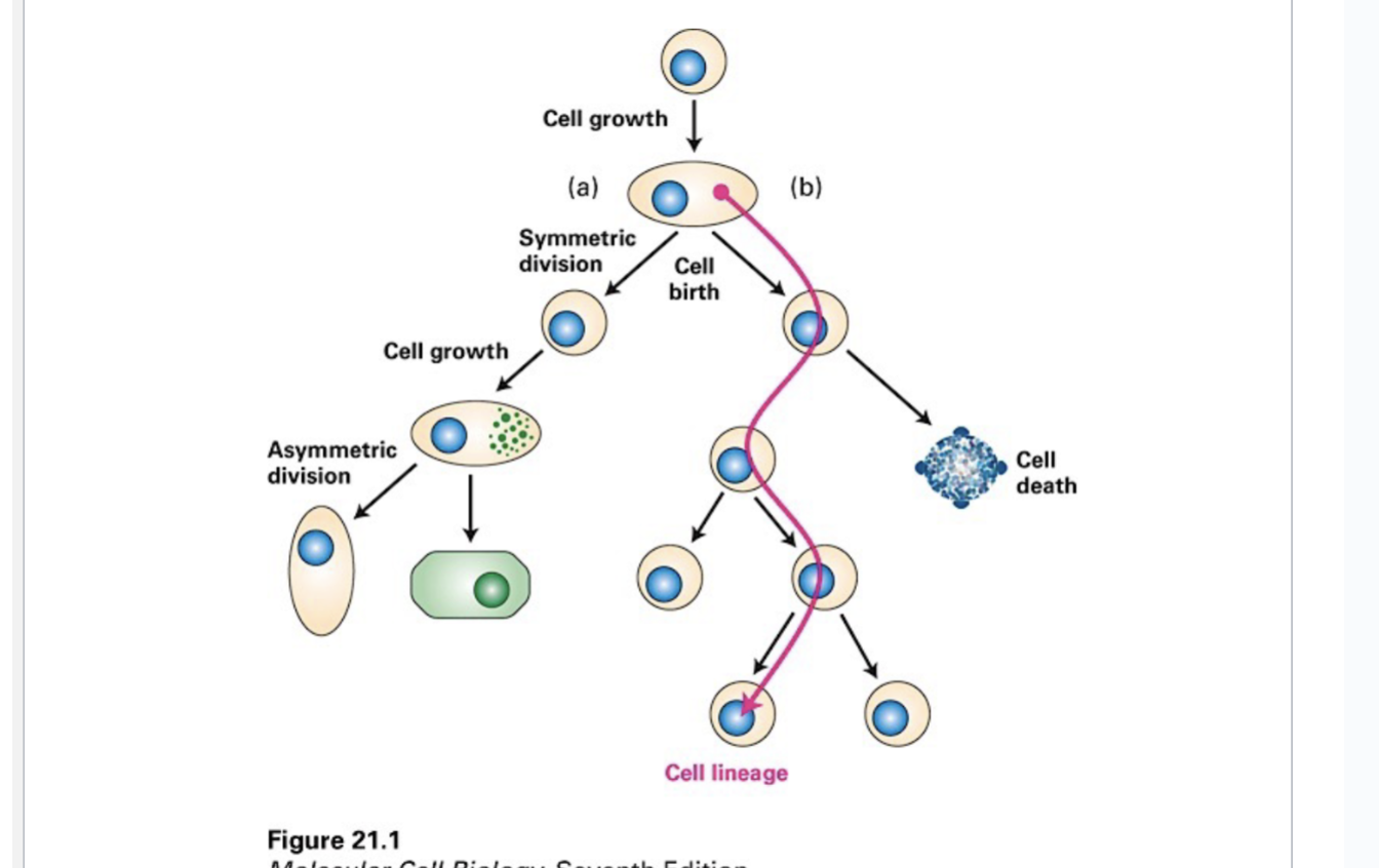 <ul><li><p>Cell growth leads to cell division, which can lead to cell growth, and then asymmetric division </p></li><li><p>Cells give birth to each other and one line of cells along the SAME line is a cell lineage </p></li><li><p>Alternatively, a cell can die </p></li></ul><p></p>