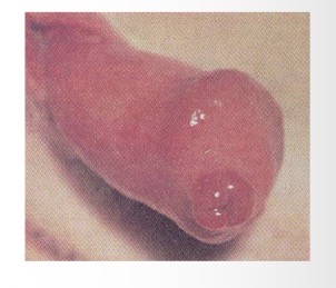 <p>excessive licking </p><p>protruding urethral mucosa </p><p>profuse intermittent bleeding </p>