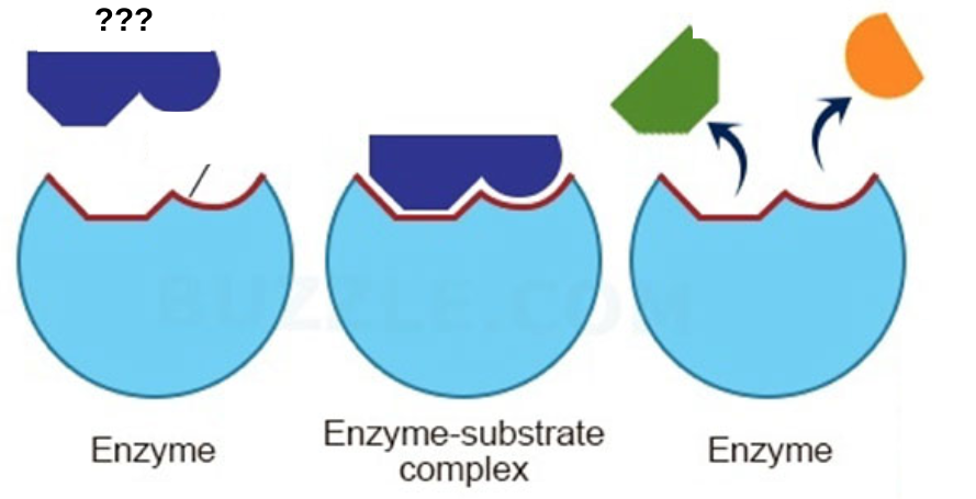 <p>what is changed by the enzyme</p>