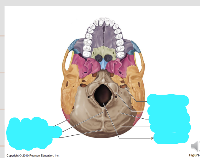 <p>Name the labelled structures of the base of the cranium</p>