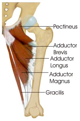 <p>part of medial compartment of thigh </p><p></p><p>lies underneath adductor longus </p><p>seperates the anterior and posterior branches of obturator nerve </p><p></p><p>attachment: orginiantes from pubis and inferior pubic rami </p><p></p><p>inserts to linea aspera on posterior surface of femur </p><p></p><p>action: adduction of thigh </p><p></p><p>innervation: obturator nerve</p><p></p><p>artery: obturator artery</p>
