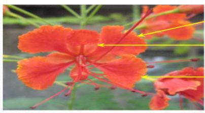 <p>Determine the type of irregular flower and its name</p>