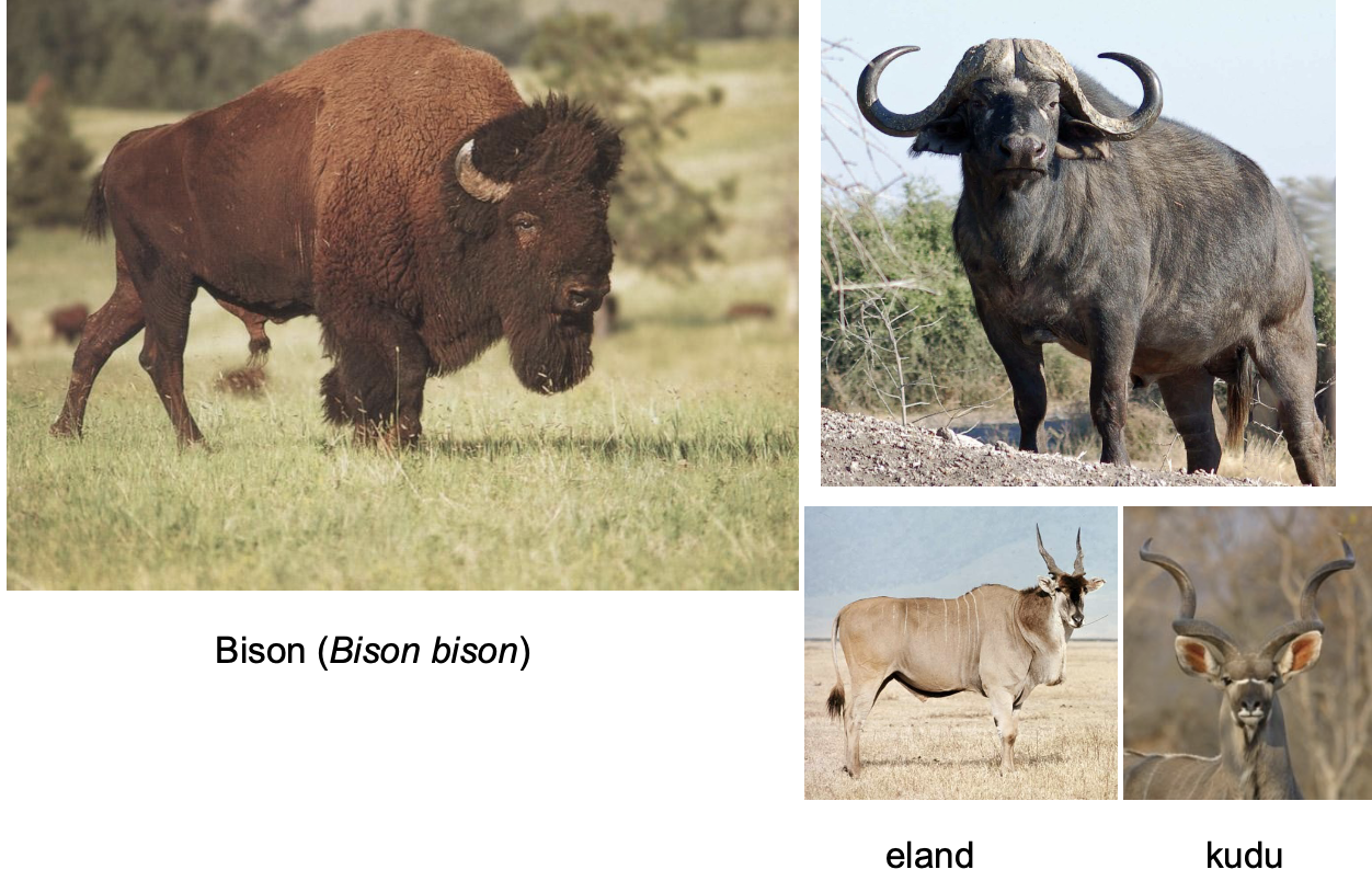 <p>Order? Family? </p>