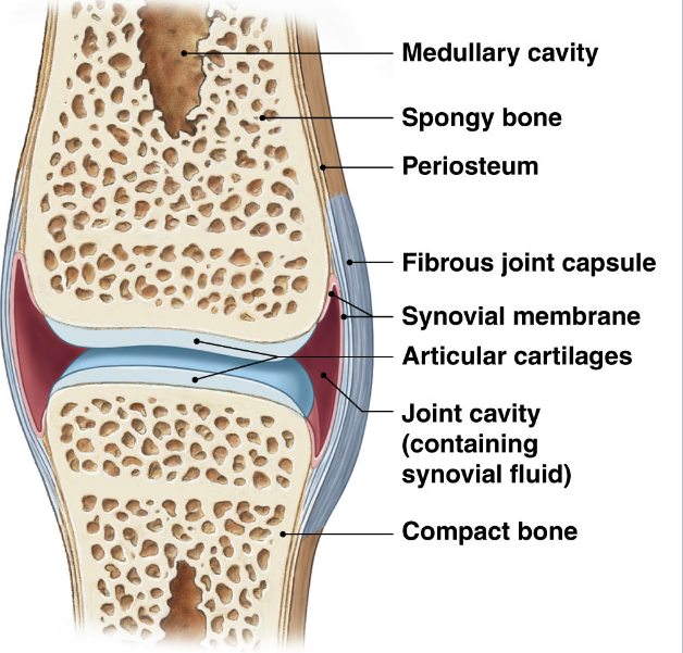 <ul><li><p><u>Articular cartilage</u> → reduce friction</p><ul><li><p>only on articulating surface</p></li><li><p>watery matrix</p></li><li><p>similar to hyaline cartilage</p></li></ul></li></ul><p></p><ul><li><p><u>joint capsule</u> </p><ul><li><p><strong>fibrous outer layer: </strong></p><ul><li><p>dense connective tissue connecting to periosteum </p></li></ul></li><li><p><strong>synovial membrane:</strong></p><ul><li><p> inner surface, areolar tissue and incomplete epithelium.</p></li><li><p>produce synovial fluid</p></li></ul></li><li><p><strong>synovial fluid </strong></p><ul><li><p>produced by synovial membrane</p></li><li><p>within joint cavity </p></li><li><p>viscous </p></li><li><p>lubricant, shock absorption, nutrient distribution </p></li></ul></li></ul></li></ul><p></p>