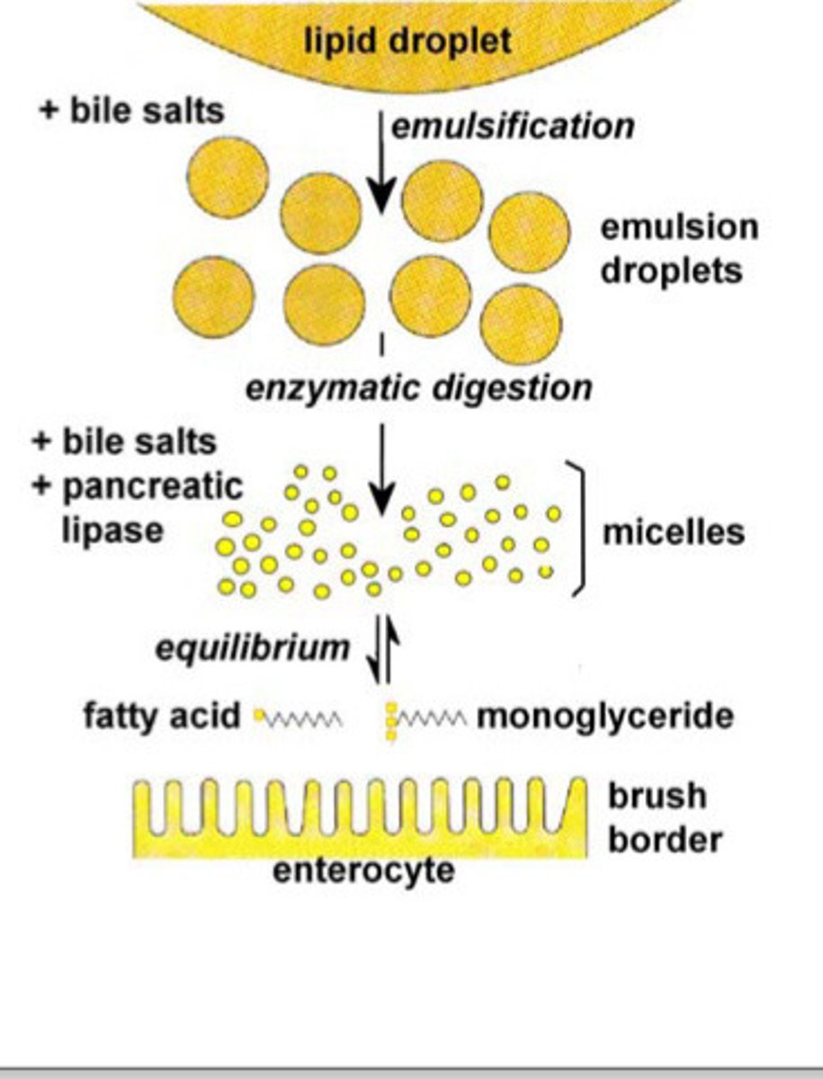 <p>-Fats are not water soluble</p><p>Steps:</p><p>1. emulsification of fat in lumen -to increase the SA for enzymes to work properly (requires bile salts - turn the lipid droplets to a smaller size = increased SA)</p><p>2. action of lipase to convert triglycerides to Monoglycerides and Fatty Acids</p><p>3. formation of micelles (made of Monoglycerides, Fatty Acids, bile salts, etc)</p><p>4. diffusion of micelles to epithelial cell brush border - as they are fat soluble the micelles can just pass through the enterocytes membrane</p>