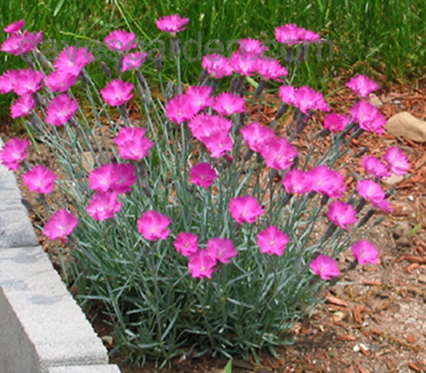 <p>-Blue leaves<br>-Hot pink flowers</p>