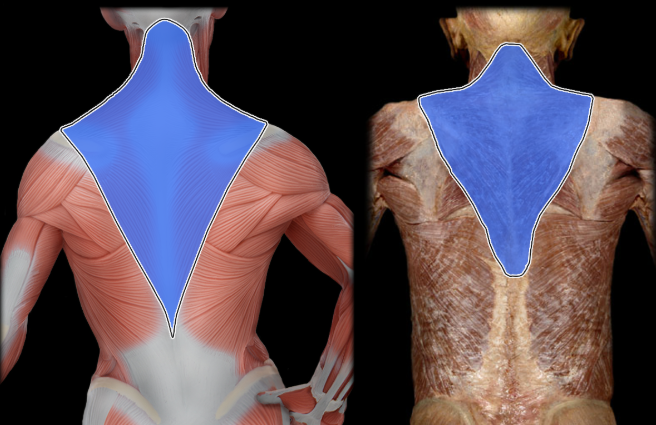 <ul><li><p>Action: Superior fibers: elevation of scapula; superior rotation of scapula (glenoid cavity directed superiorly), Middle fibers: retraction (adduction) of scapula, Inferior fibers: depression of scapula</p></li><li><p>Origin: Occipital bone (superior nuchal line), Nuchal ligament, Vertebra prominens (spinous process of C7 vertebra), Spinous processes of T1-12 vertebrae</p></li><li><p>Insertion: Clavicle (lateral), Scapula (spine and acromion)</p></li><li><p>Innervation: Accessory nerve (CN XI)</p></li></ul><p></p>