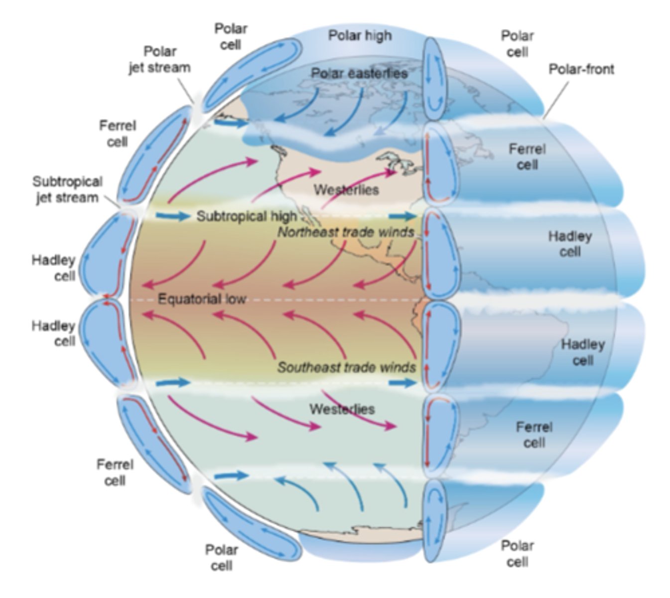 <p>Hadley cell (closest to equator), Ferrel cell (mid), polar cell (close to poles)</p><p>-at the equator, warm air rises → creates low pressure → air cools, moisture condenses → heavy rainfall; around 30 degrees N and S, the rising air from the equator spreads out and sinks here, where it is dry → creates deserts</p><p>-around 60 degrees N and S, air rises again due to mixing with cold polar air → leads to precipitation → temperate forests often found here; at the poles, cold, dense air sinks → very dry → polar deserts</p>