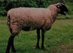 <p>originated in england used for meat and wool. black and brown face and legs. white wool. lambs have excellent lean, high quality carcasses. produce large quantity of fleece. excellent disposition, popular for rearing</p>