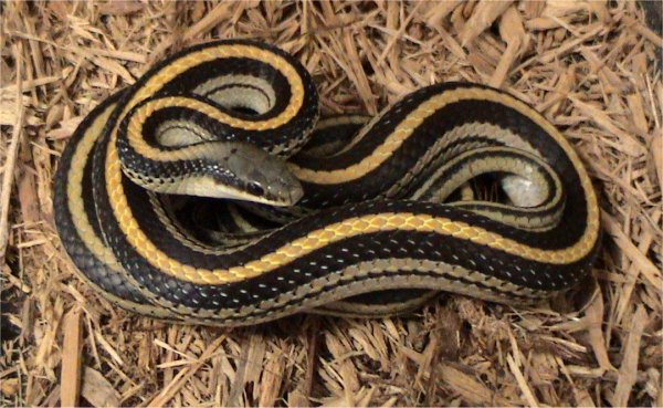 <p>Patch-nosed snakes</p>