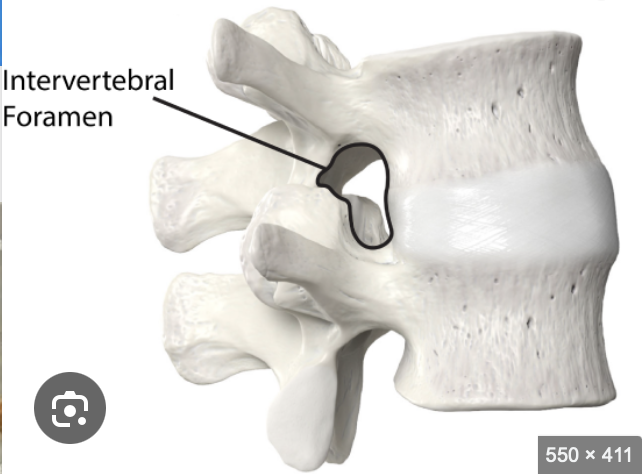 <ul><li><p>intevertebral foraman </p></li><li><p>thoracic, lumbar and sacral from below theur numberical vertebrae (cervical are above)</p></li></ul><p></p>