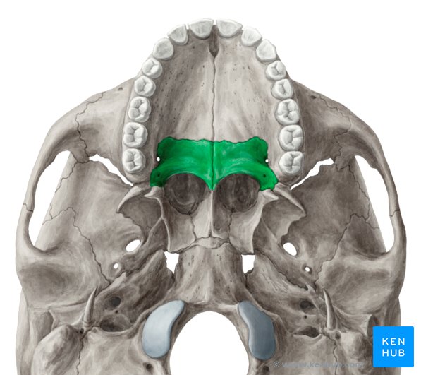 <p>Form posterior part of hard palate, floor, and lateral walls of nasal cavity, floor of orbits</p><p>Horizontal Plate: Forms hard palate</p>