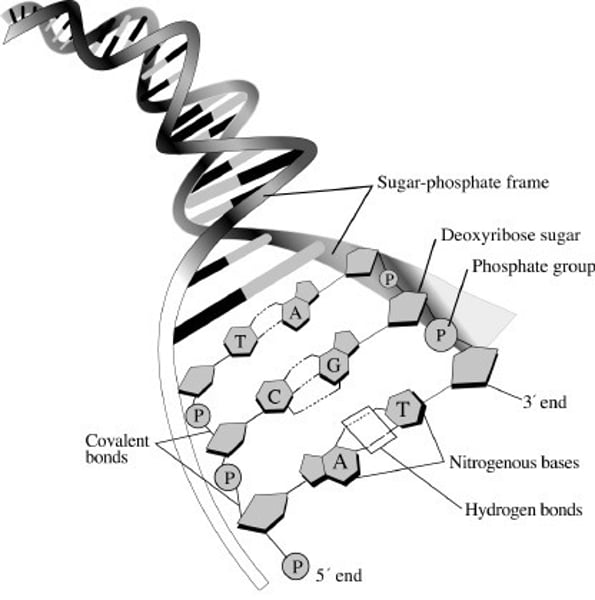 <p>A DNA molecule is made of two strands that are held together by the bonds between complementary base pairs</p>