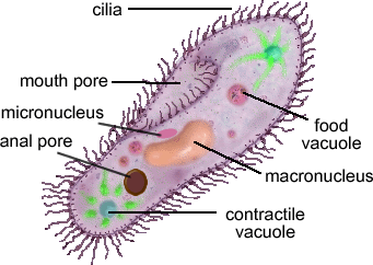formed by phagocytosis, pinches off from plasma membrane and encloses a food particle