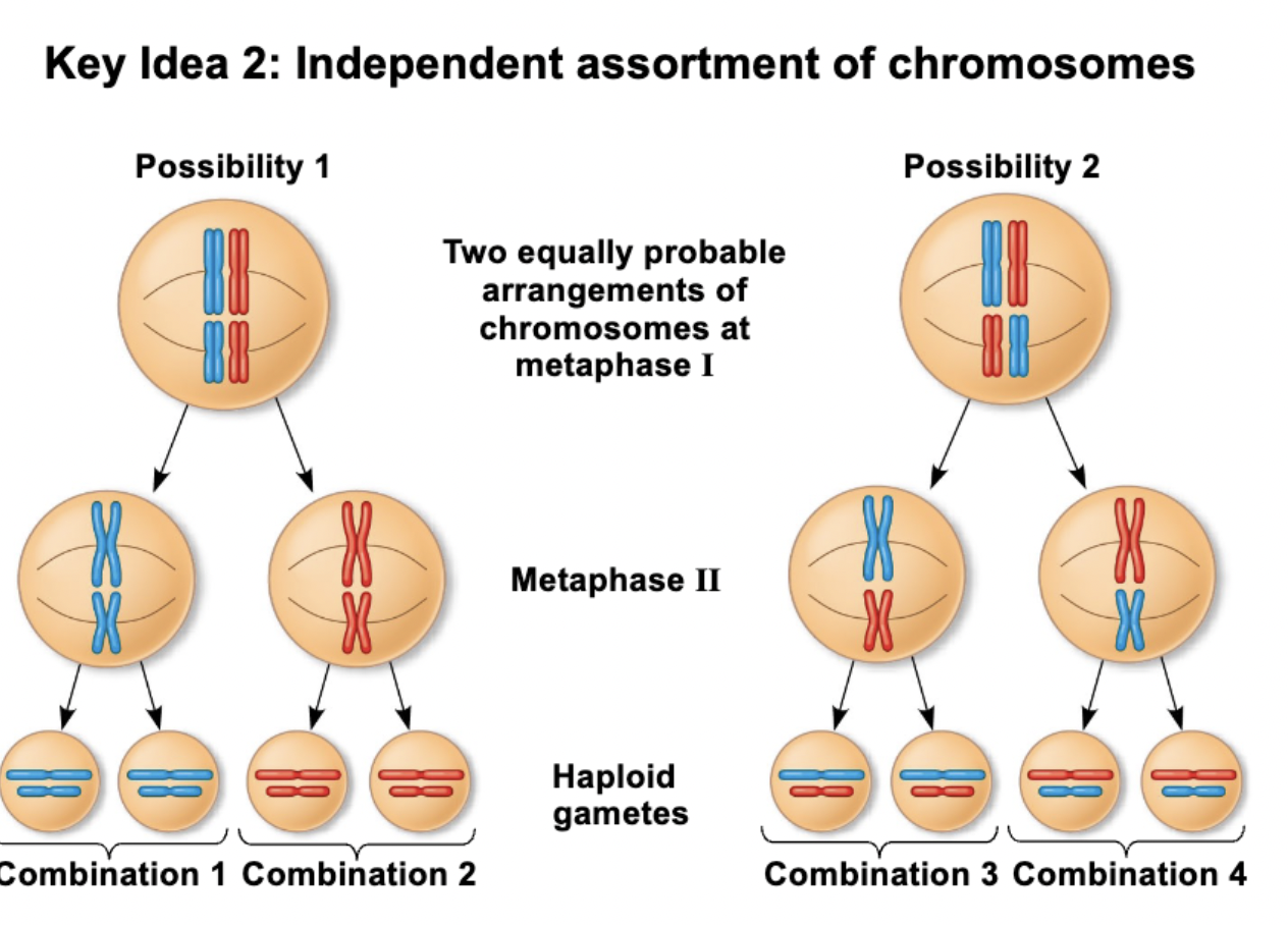 <p>maternal and paternal chromosomes of any homologous pair segregate into gametes INDEPENDENTLY of all other homologous pairs of chromosomes</p><ul><li><p>the pairs of homologous chromosomes get segregated into gametes independently of one another</p></li><li><p>the version of chromosome 1 selected has no effect on which version (mat/pat) of the other chromosomes will be selected</p></li></ul><p></p>