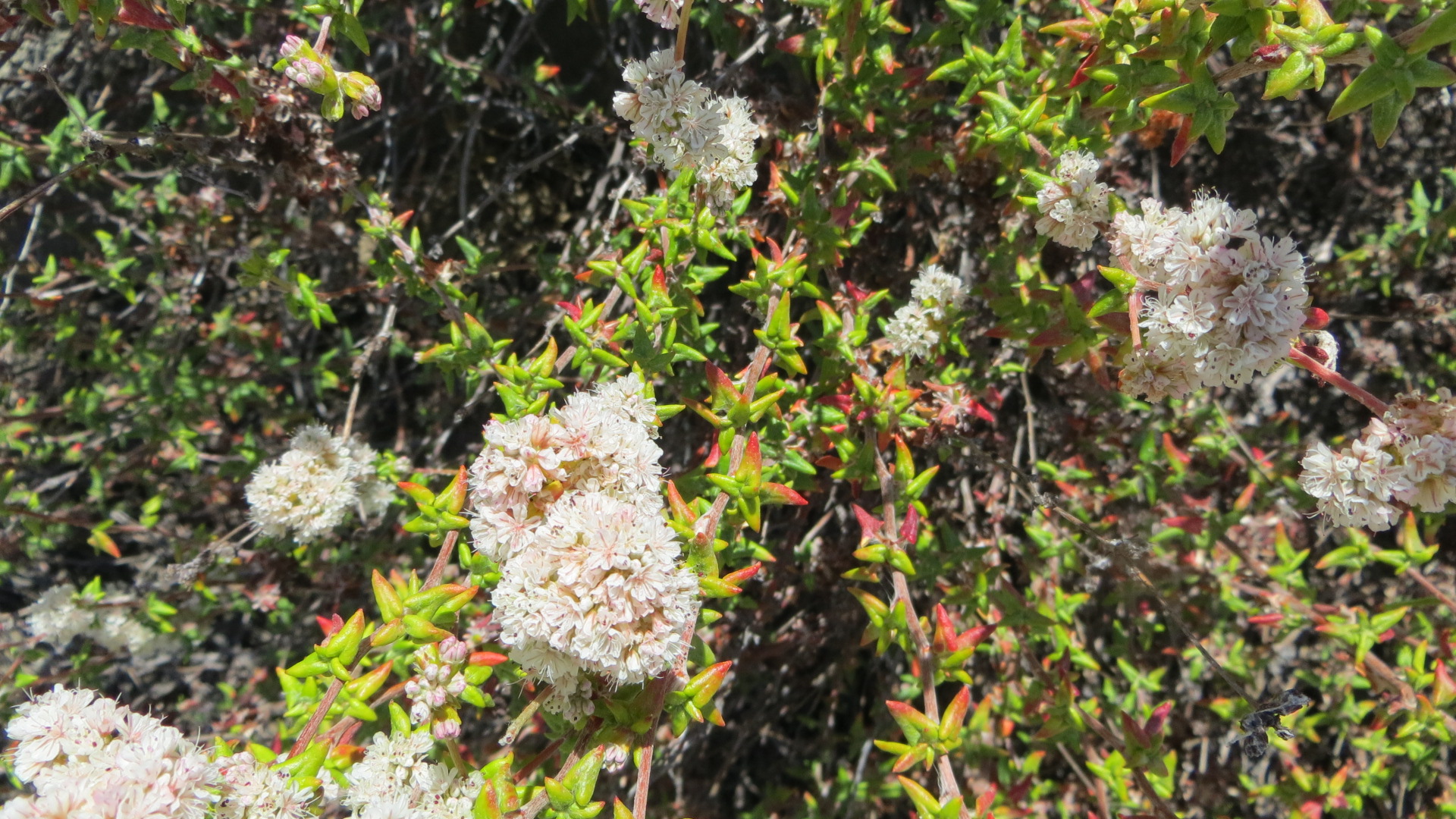 <p><em>Eriogonum parvifolium</em></p>