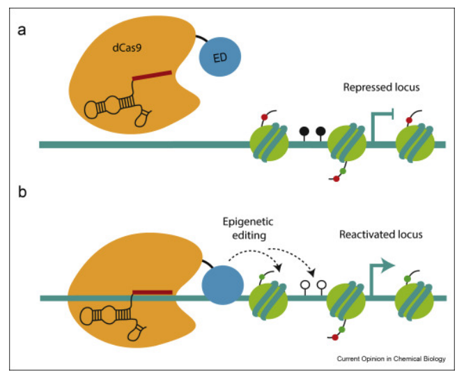 <p>Creating dCas9 protein (dead) which cannot cleave DNA</p><p>Then adding gRNA for areas around the CpG Islands</p><p>Then rewrite epigenetic markers on both the DNA and the histone proteins</p><p>This removes or adds acetyl groups to histones</p>